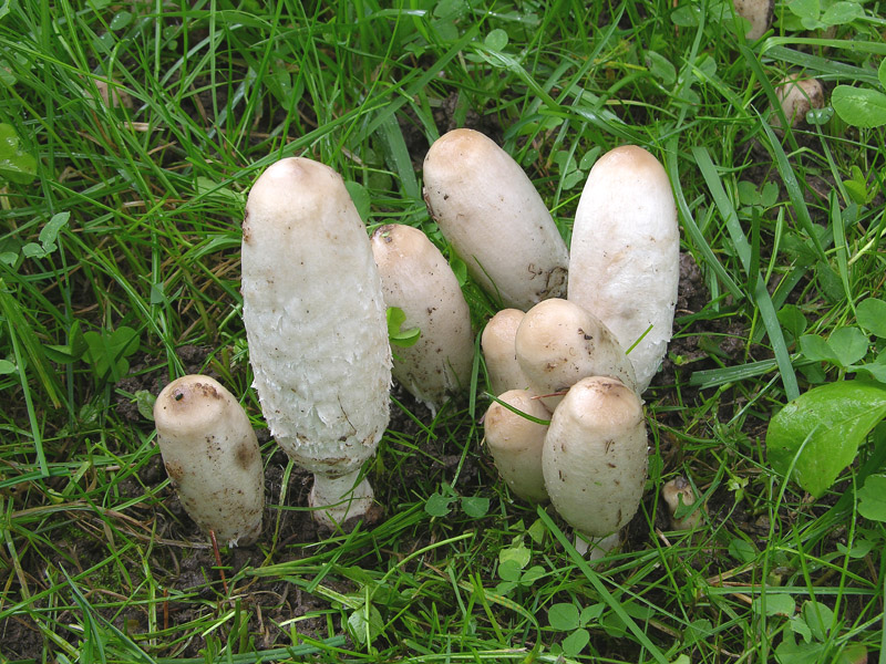 Coprinus comatus